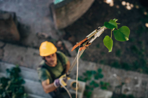 Tree Branch Trimming in Essexville, MI